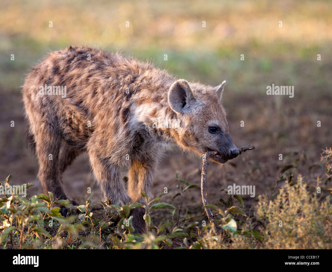 Junge Hyäne mit Stock im Mund entdeckt Stockfoto
