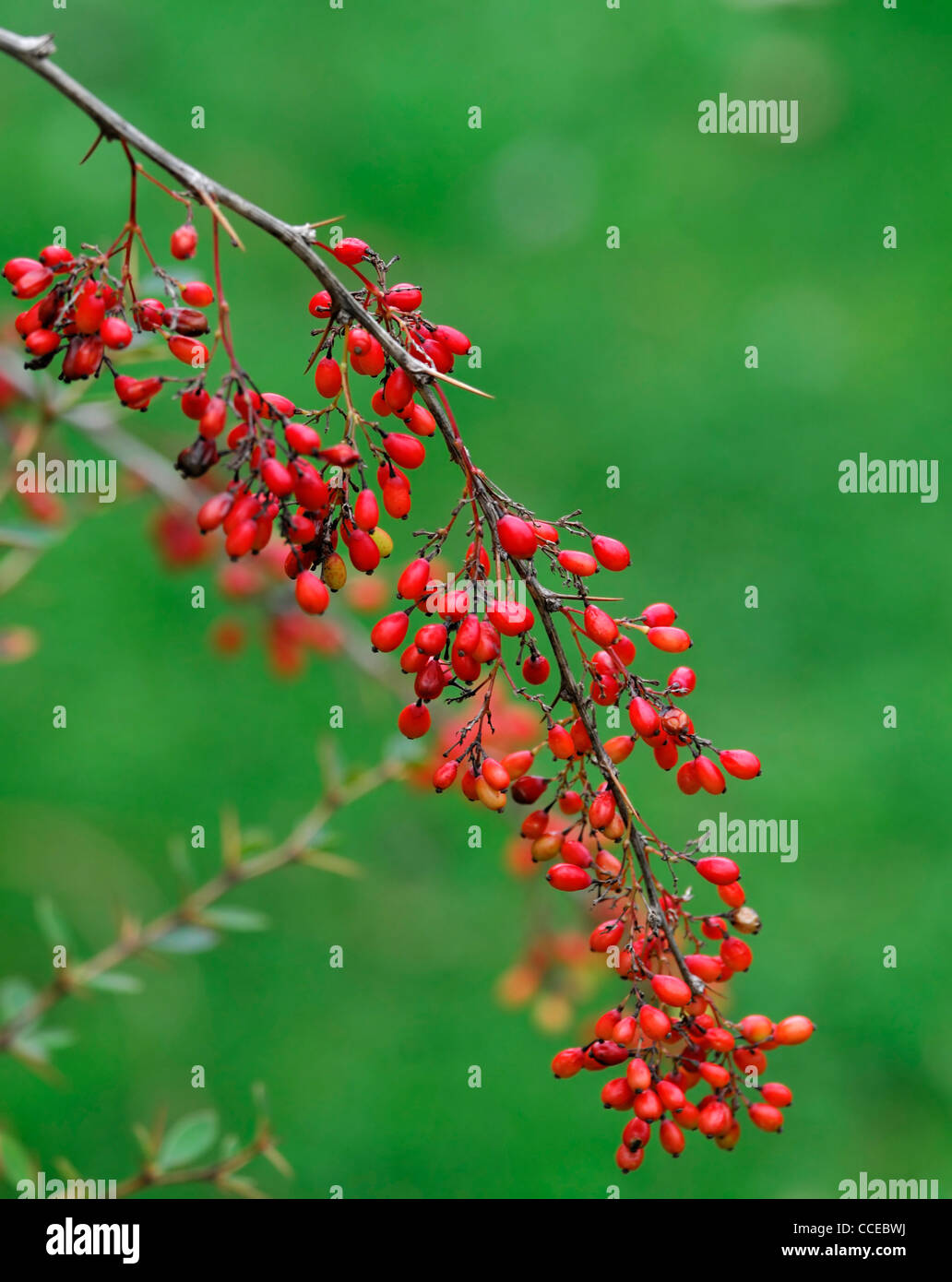 Berberis Koehneana Var Auramea leuchtend roten Beeren Berrys Obst Herbst Winter Laub-gerundet Multi-Stemmed Bush Berberitzen Stockfoto