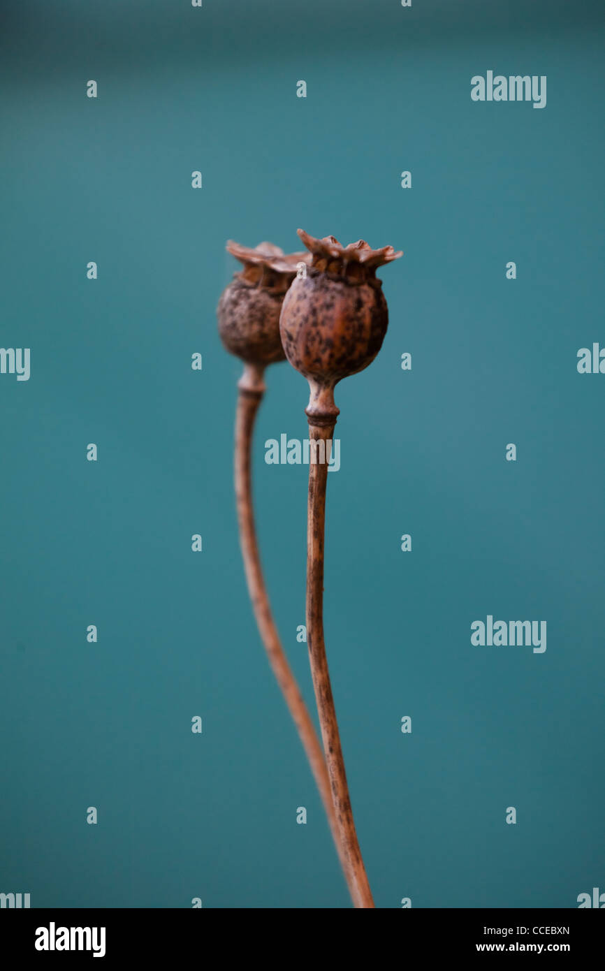 Getrocknete Mohn Hülsen auf blauem Grund Stockfoto