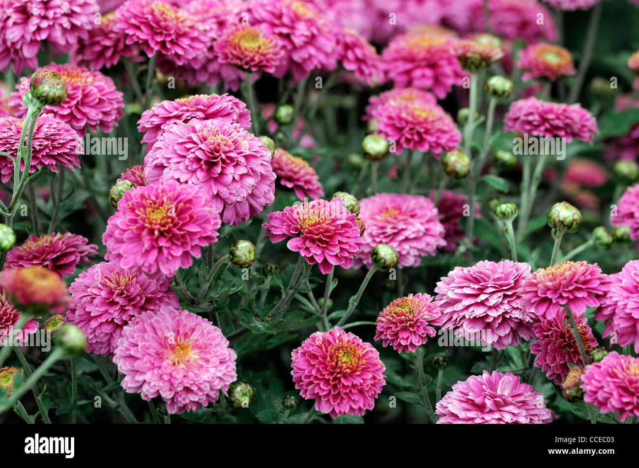 Chrysantheme lila Fairie Fee Blumen Blüte Blüten halbe winterharte mehrjährige krautige Pflanze Blume Blüte Blüte Blumen Stockfoto