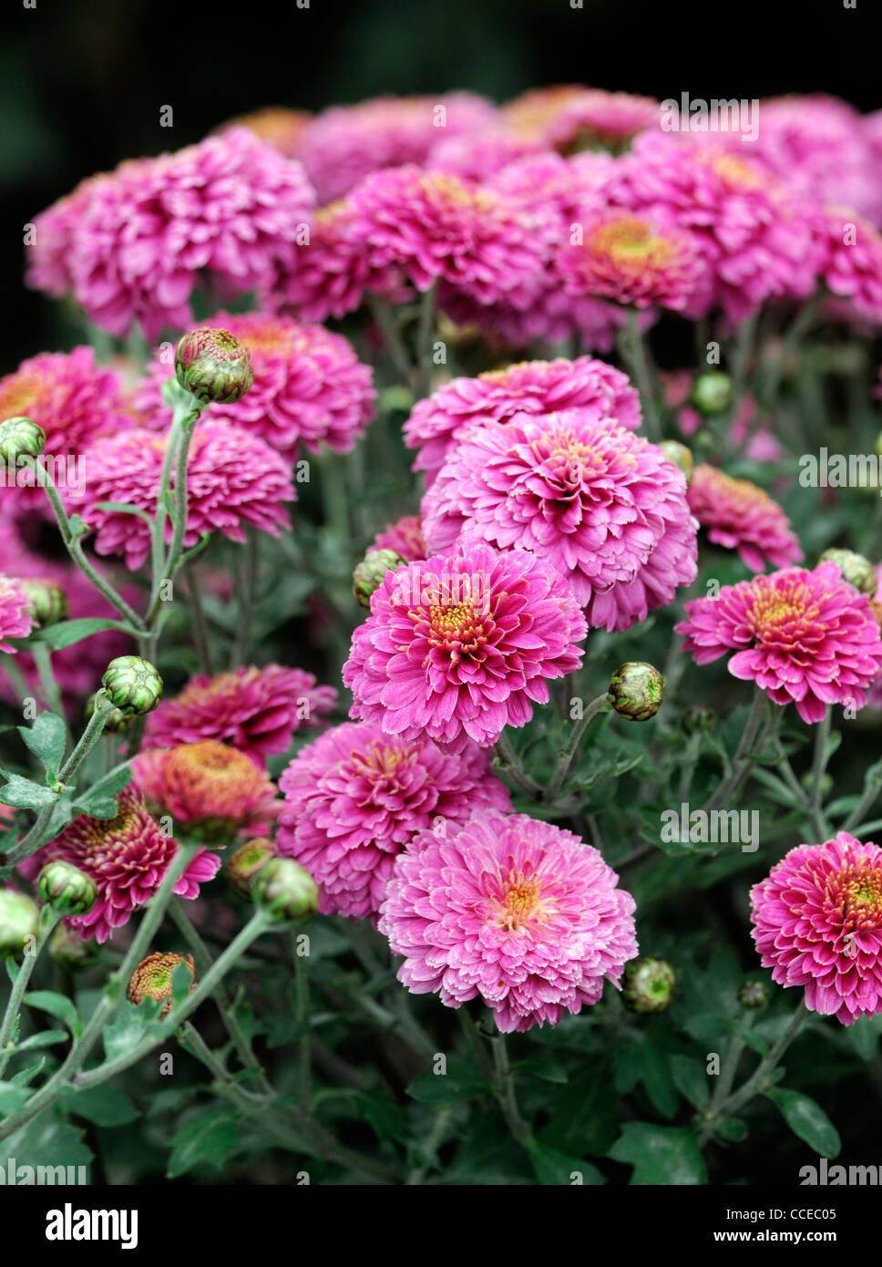 Chrysantheme lila Fairie Fee Blumen Blüte Blüten halbe winterharte mehrjährige krautige Pflanze Blume Blüte Blüte Blumen Stockfoto