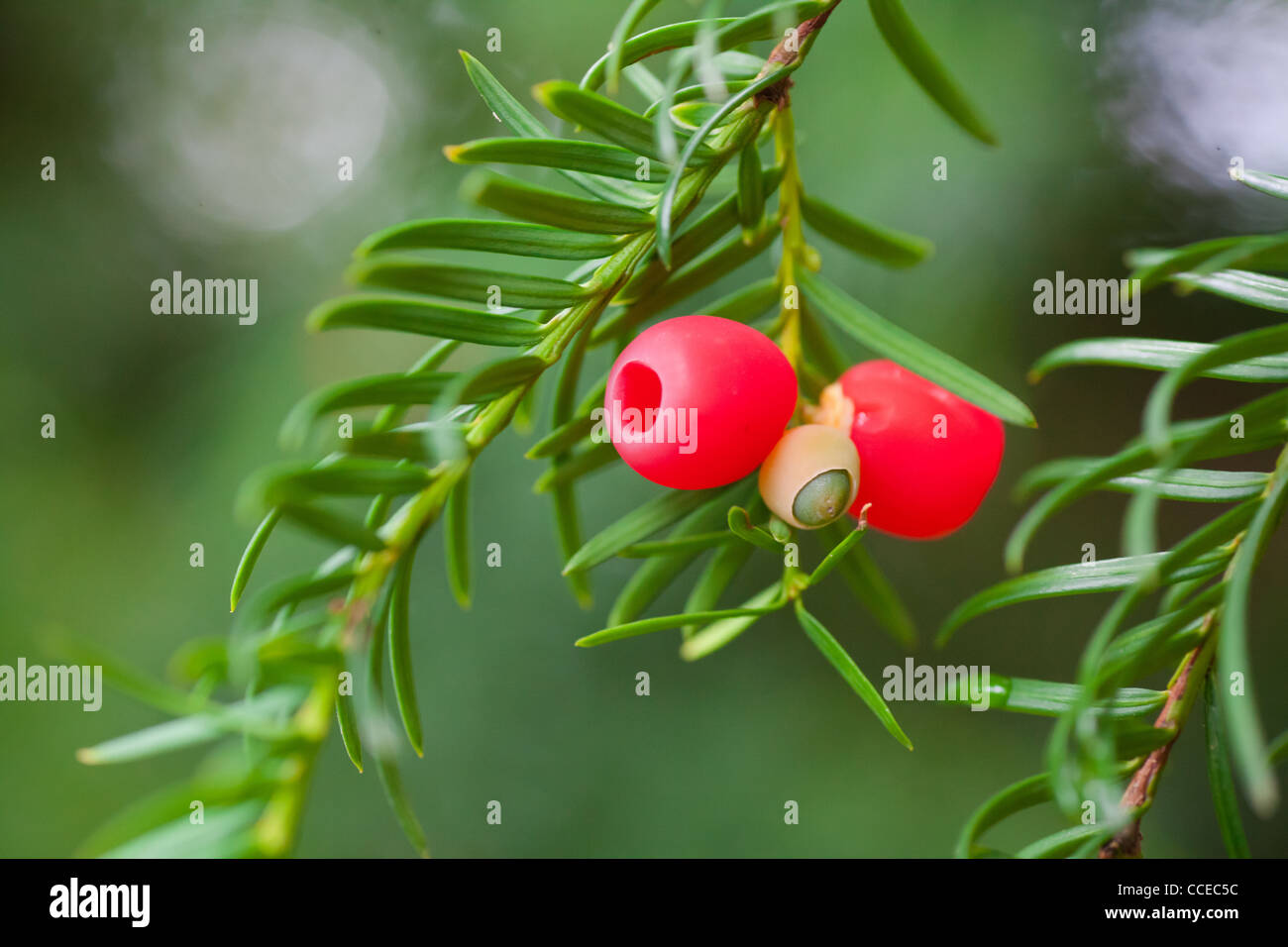 Rote Beeren auf einer Tanne Typ Stockfotografie - Alamy