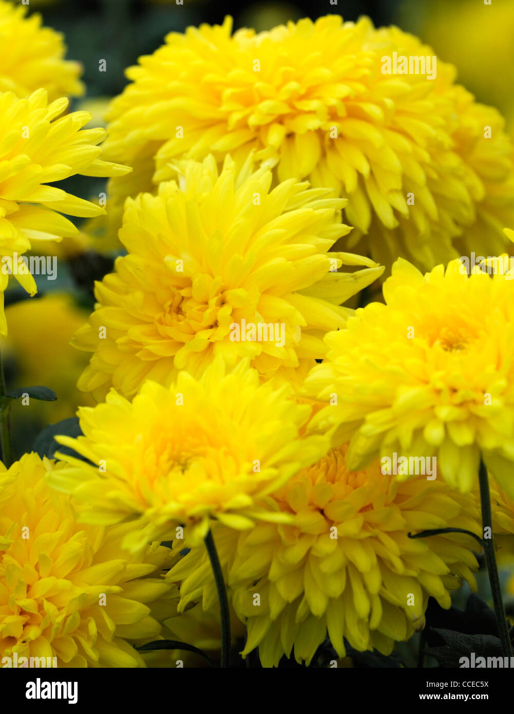 Chrysantheme Philipee gelb Blumen Blüte Blüten halbe winterharte