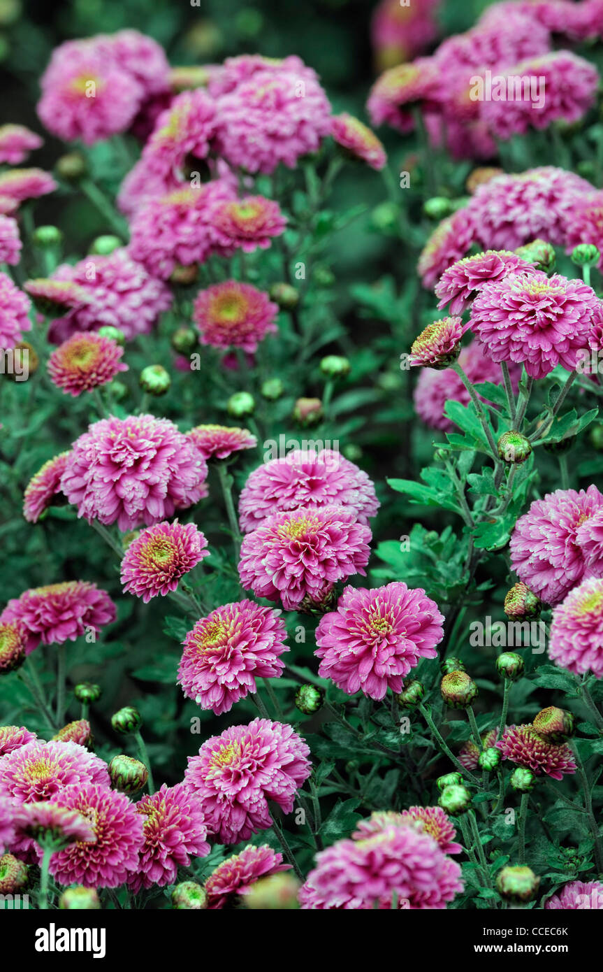 Chrysantheme lila Fairie Fee Blumen Blüte Blüten halbe winterharte mehrjährige krautige Pflanze Blume Blüte Blüte Blumen Stockfoto