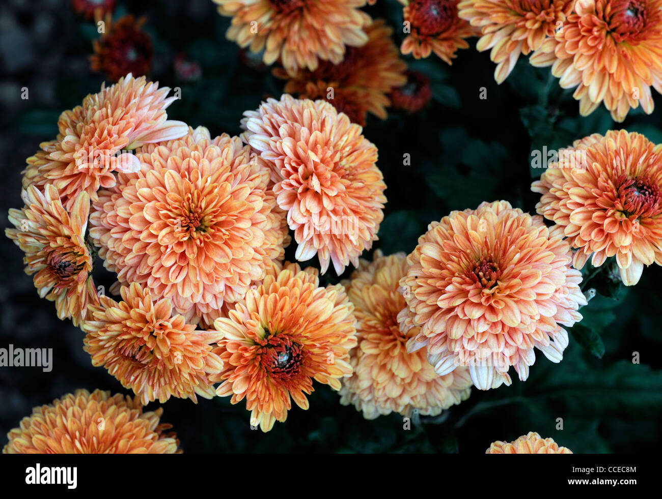 Chrysantheme Tommy Trout Orange Doppel Blumen Blüte Blüten halb winterharte mehrjährige krautige Pflanze Blume Blüte Blüte Stockfoto