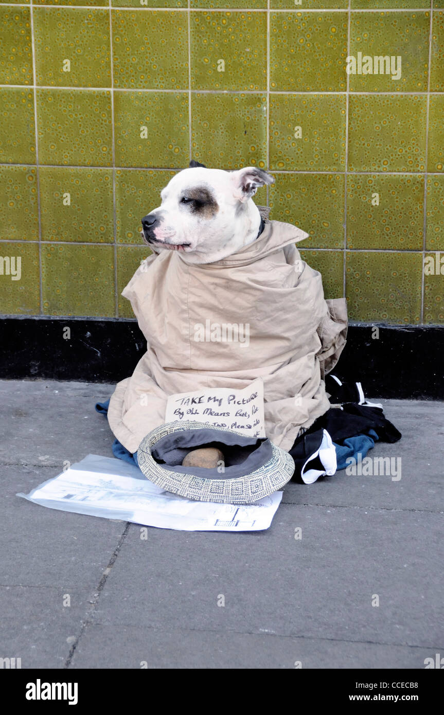 Hund gegen die Kälte gekleidet und verwendet zum Betteln, gibt es eine Kappe vor ihm mit einer Notiz, um Geld zu bitten Stockfoto