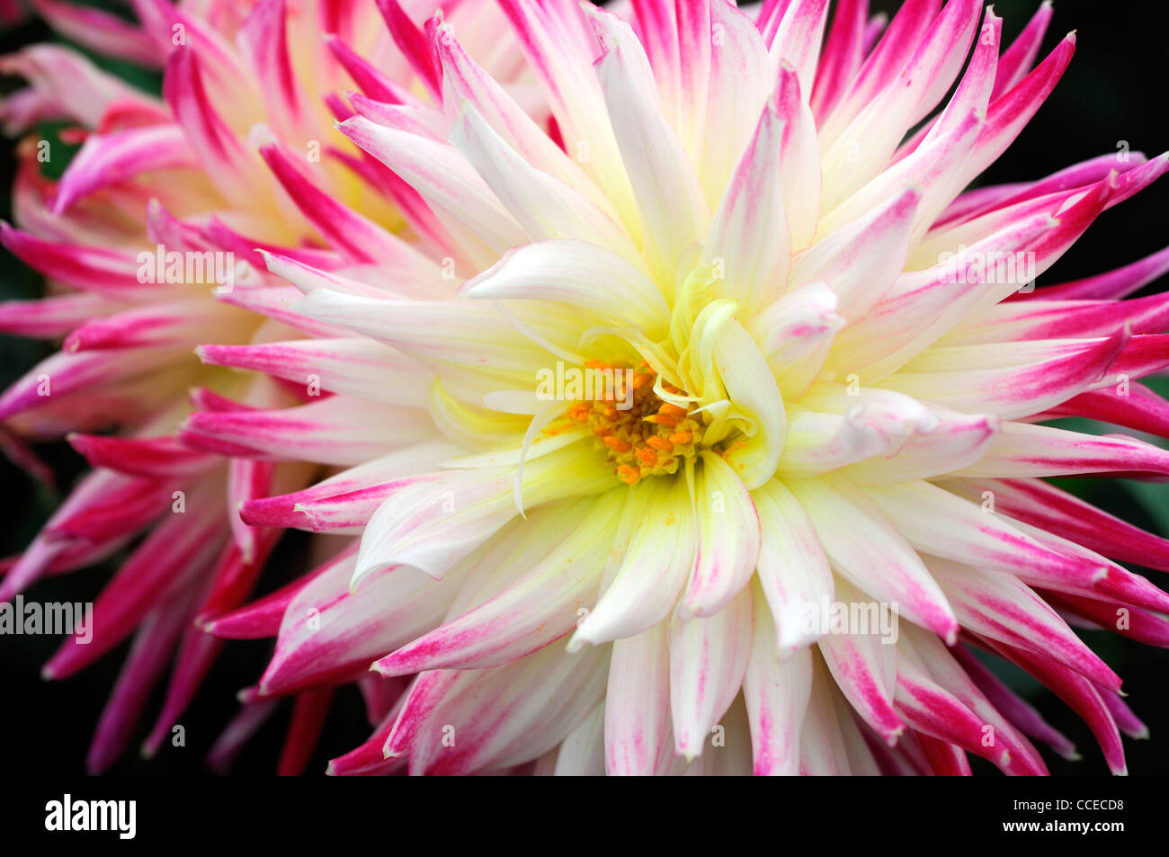 Dahlie Cha Cha lila rosa weiße gelbe bicolor Blume Blüte Blüte zweifarbig Closeup Pflanze Porträts Blumen Blüte Stockfoto