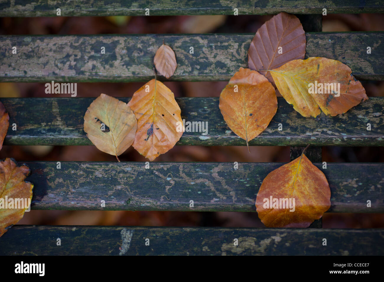 Herbstlaub auf einer Holzbank Lattenrost, Nahaufnahme Stockfoto