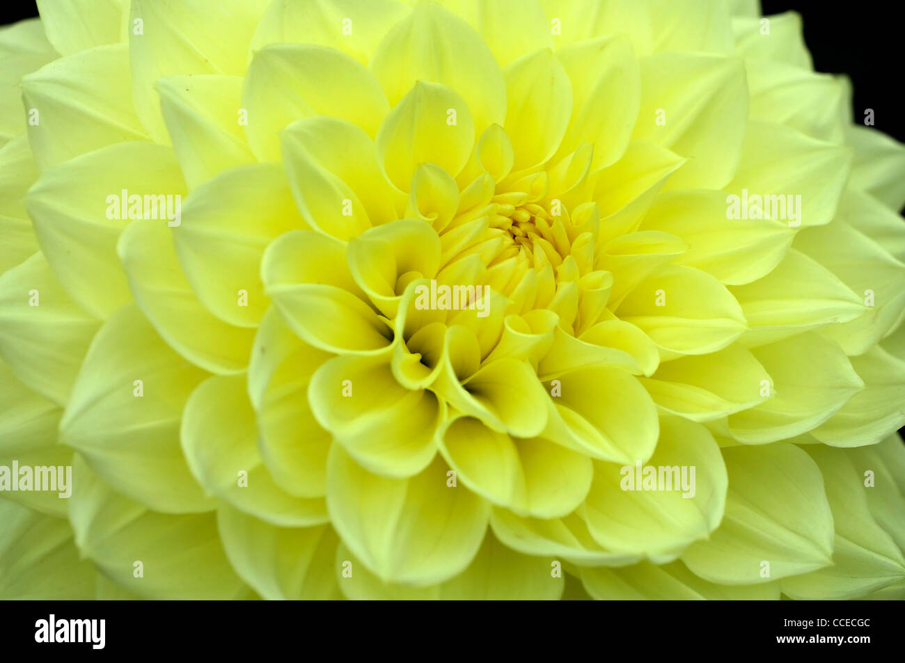 Dahlie Maskottchen Maya gelbe Blume Blüte Blüte Nahaufnahme Anlage Porträts Blumen Blüte Stauden Blüten Blüten mittlerer Dekor Stockfoto