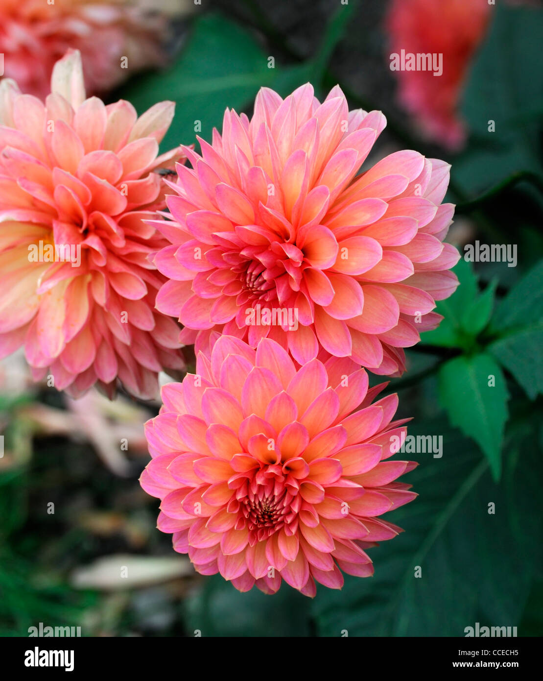 Dahlie neue Kirche Kugel Form orange Blume Blüte Blüte Nahaufnahme selektiven Fokus Pflanze Porträts Blumen Blüte Stauden Stockfoto