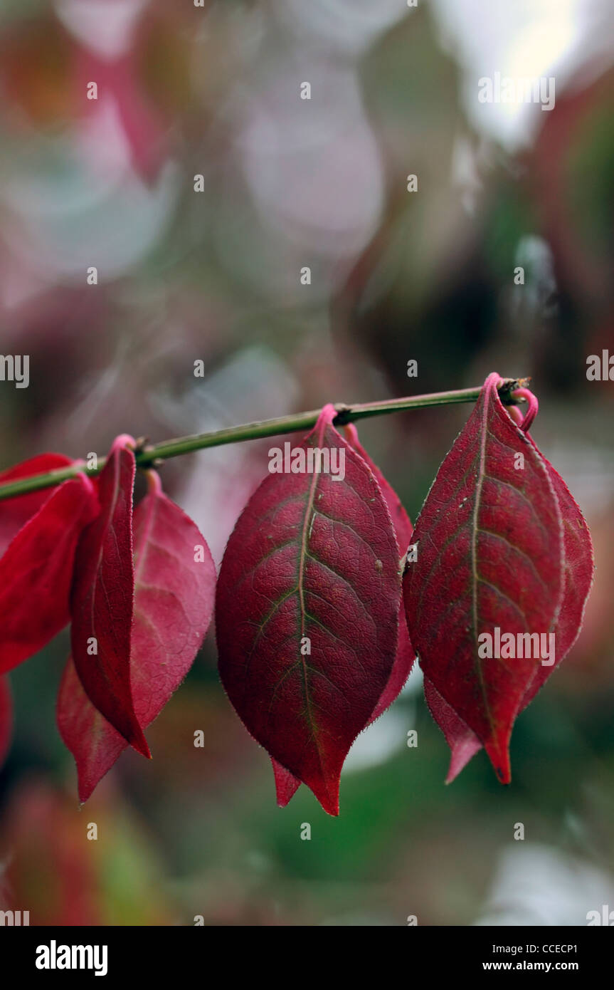 Euonymus Elatus Compacta herbstlichen Closeup selektiven Fokus Rosa grüne sommergrüne Sträucher Herbstlaub Blätter dunkelrot lila Stockfoto