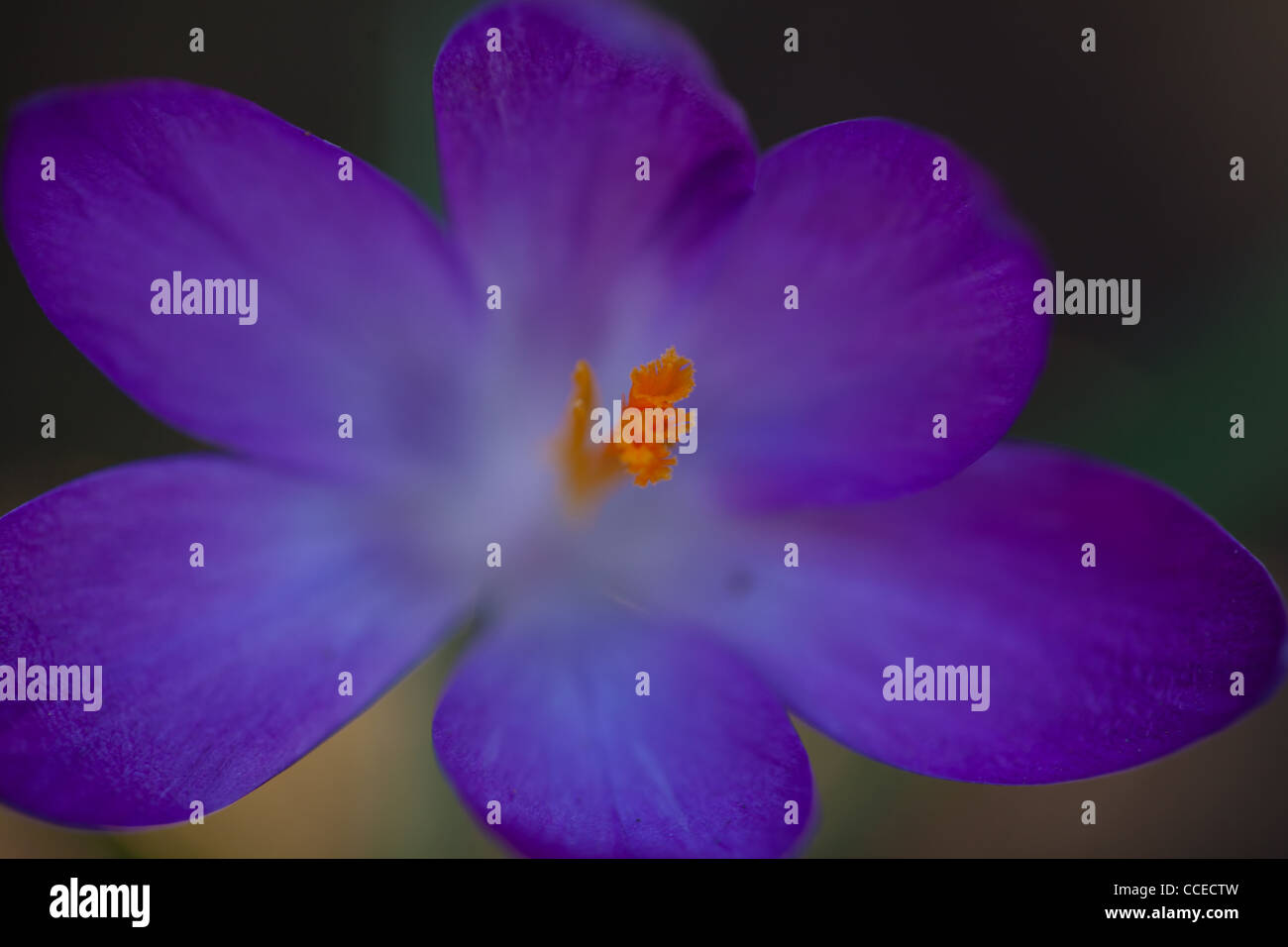 Nahaufnahme einer lila Blume zeigt die hellen orangefarbenen Staubfäden Stockfoto