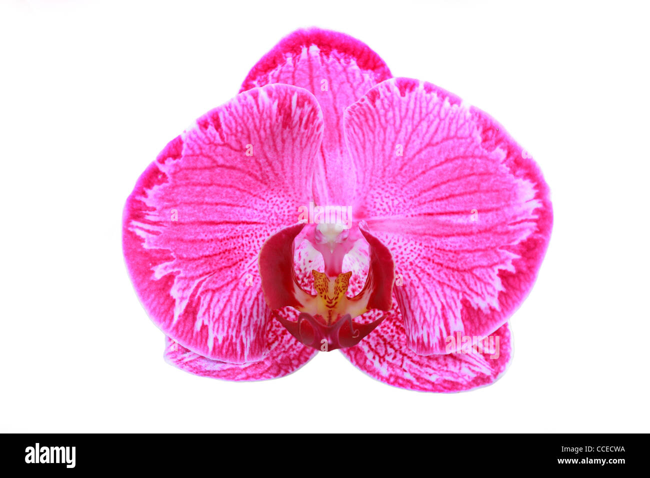 isolierte einzelne rosa Orchidee Stockfoto