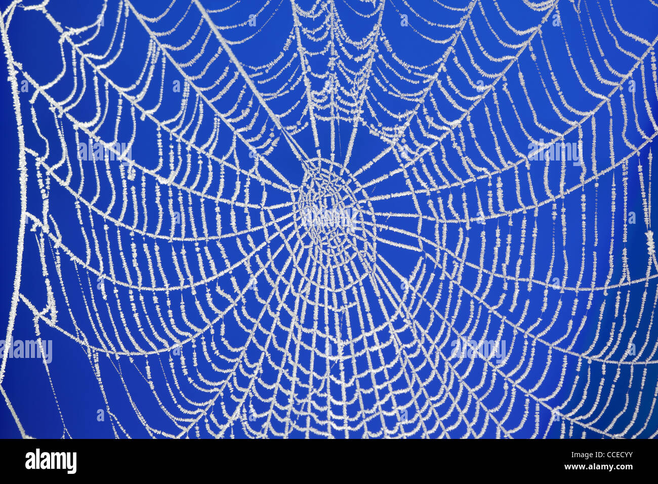 Gefrorene Spinnennetz Stockfoto