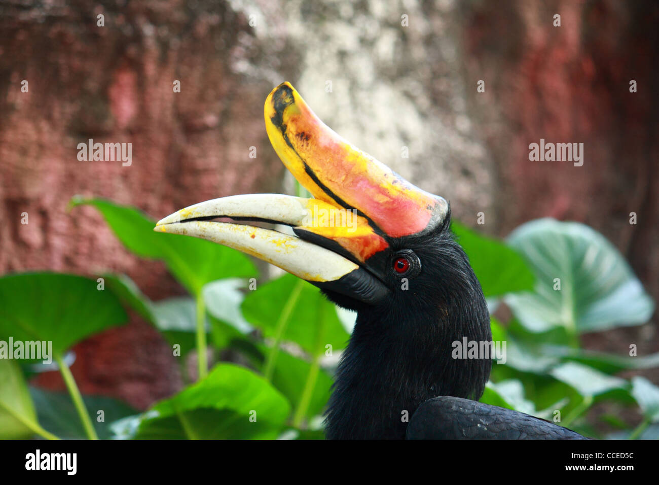 Rhinoceros Hornbill Vogel Stockfoto