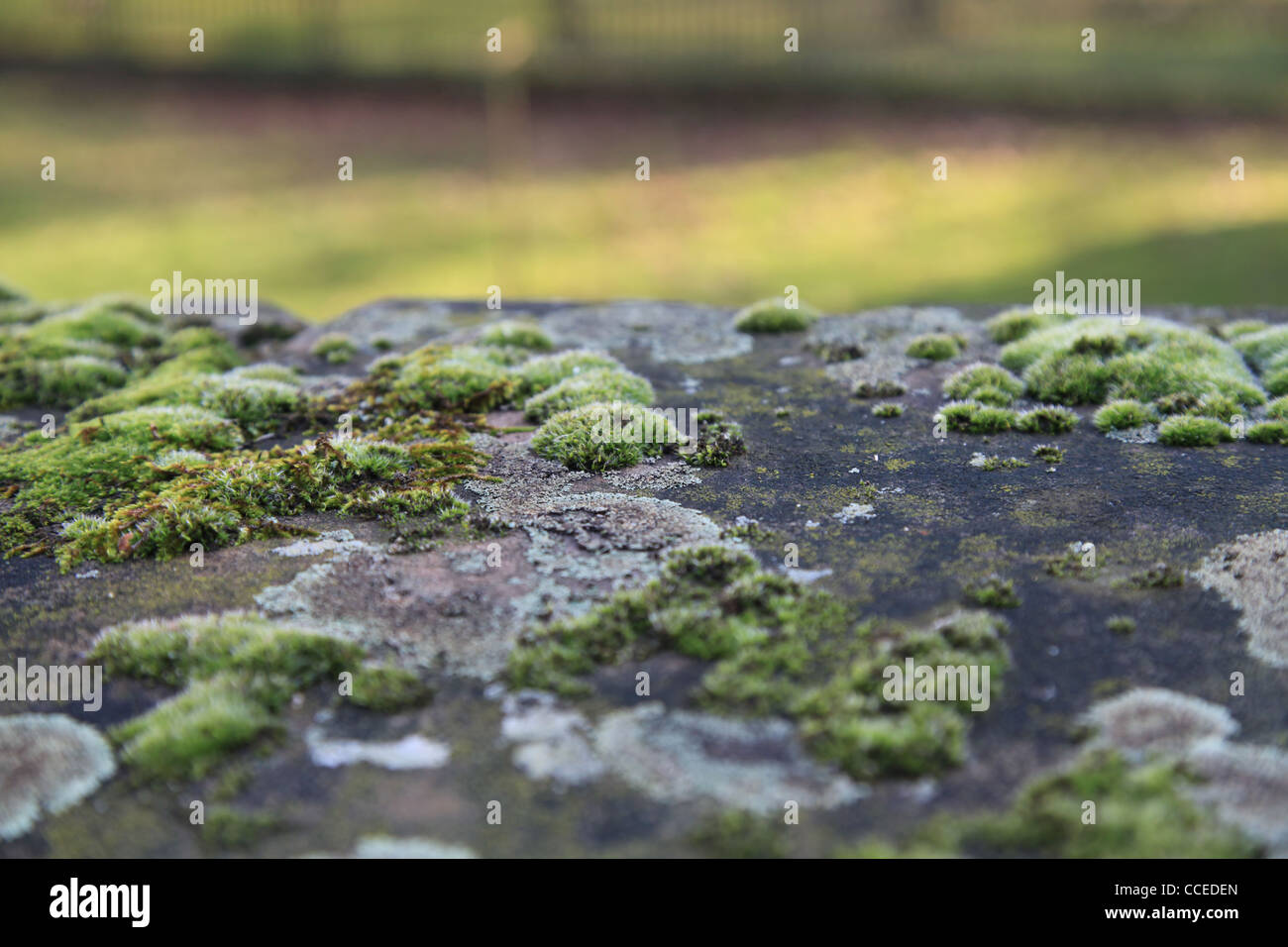 Moos, Mauer, Winter, Sonne, Makro, Flechten, Flechte, Schatten, Grün, Grau, Natur, Gewächs, Weiss, Filigran, Vordergrund, Pflaster Stockfoto