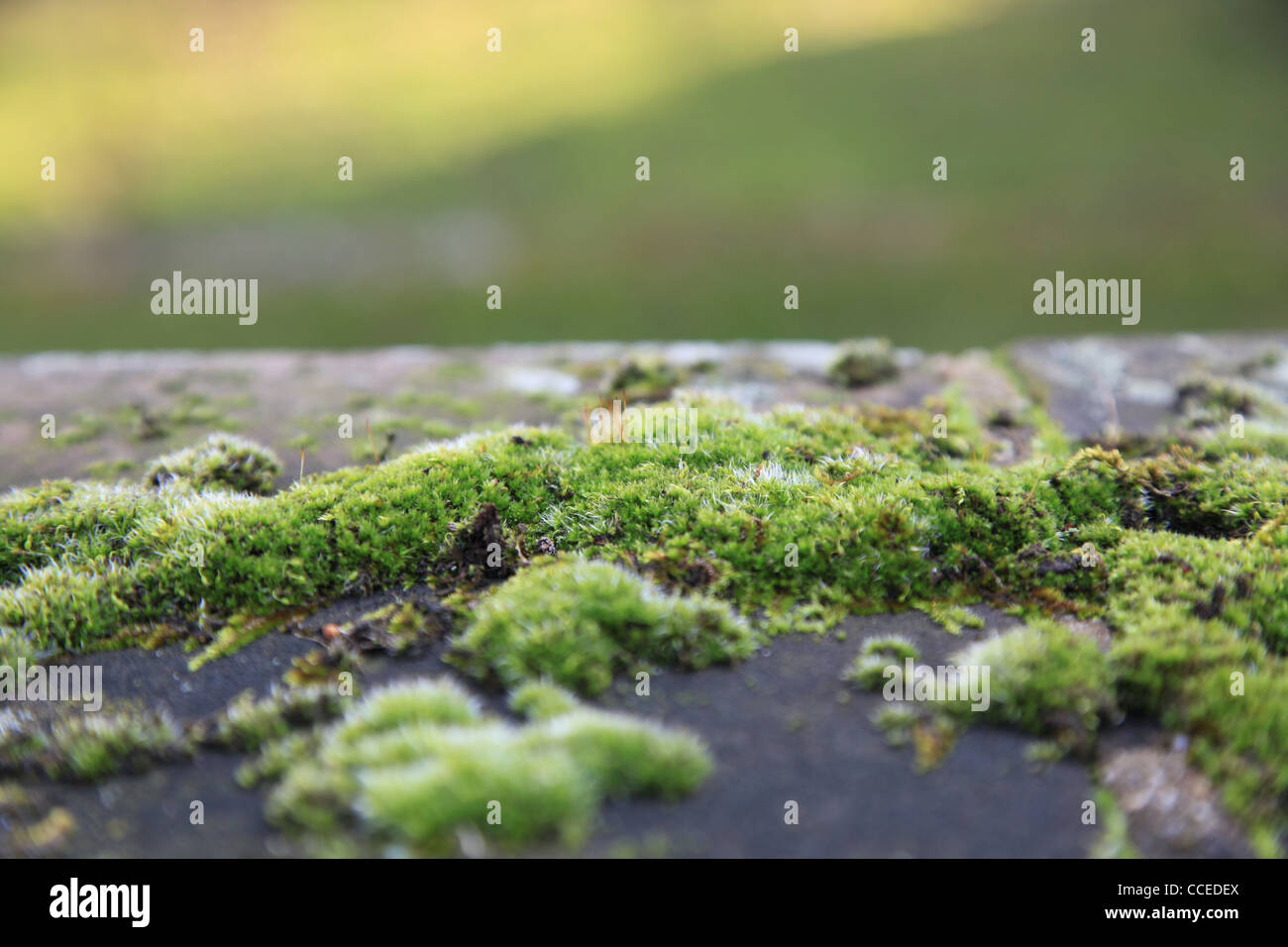 Moos, Mauer, Winter, Sonne, Makro, Flechten, Flechte, Schatten, Grün, Grau, Natur, Gewächs, Weiss, Filigran, Vordergrund, Pflaster Stockfoto