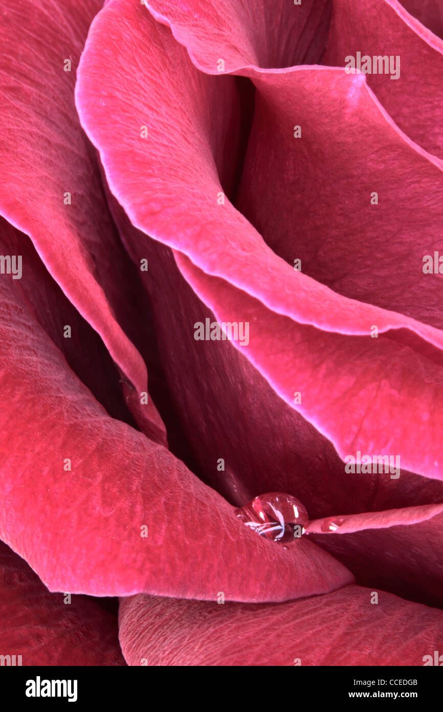 Tropfen Wasser ruht auf die Blütenblätter einer roten Rose Stockfoto