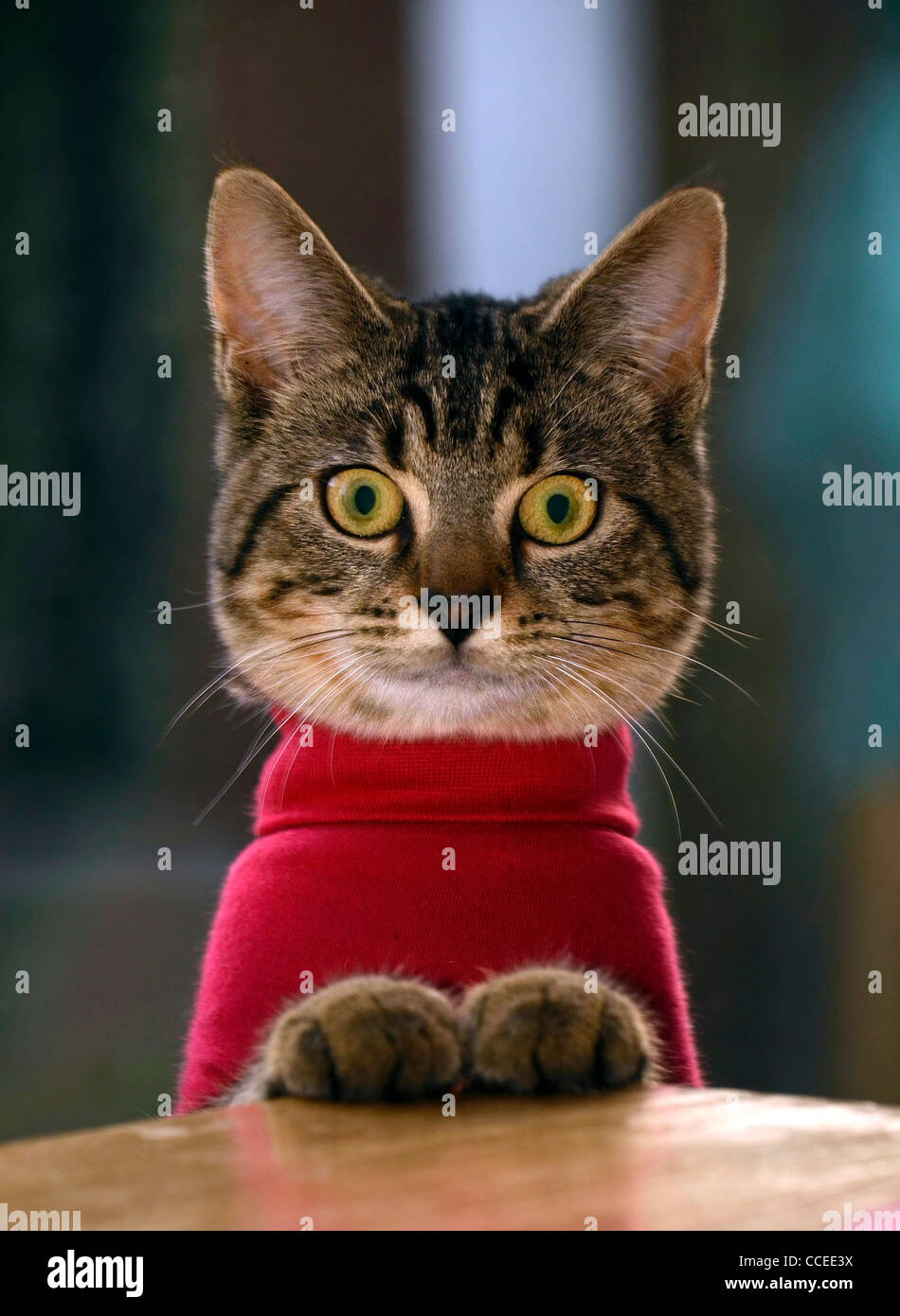 junge Katze in schützende Bodysuit nach Besuch der Tierärzte Stockfoto