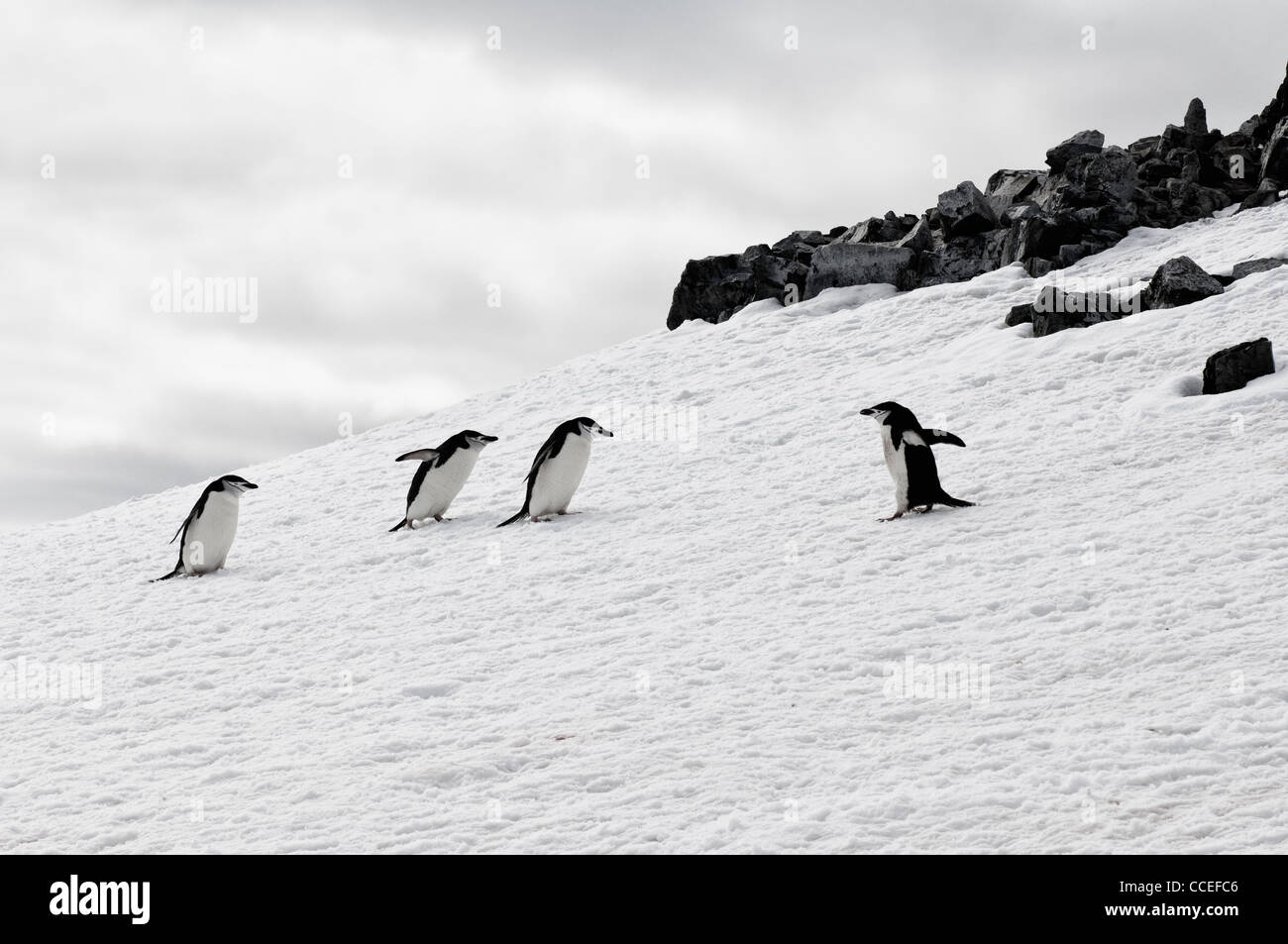 Pinguin Zügelpinguinen (Pygoscelis Antarctica), Half Moon Island, South Shetland Island, antarktische Halbinsel Stockfoto