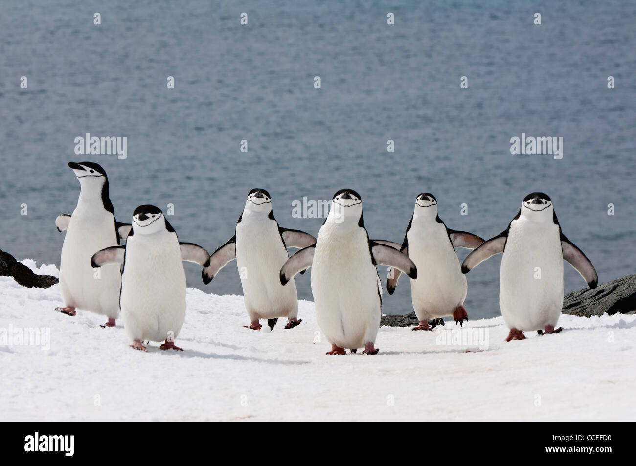 Kinnriemen Pinguine (Pygoscelis Antarctica) Wandern, Half Moon Island, South Shetland Island, antarktische Halbinsel Stockfoto