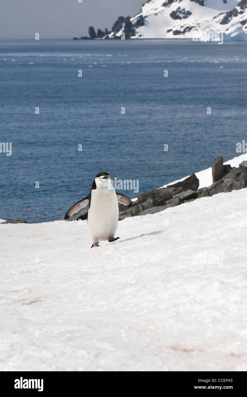 Kinnriemen Pinguin (Pygoscelis Antarctica) Wandern, Half Moon Island, South Shetland Island, antarktische Halbinsel Stockfoto