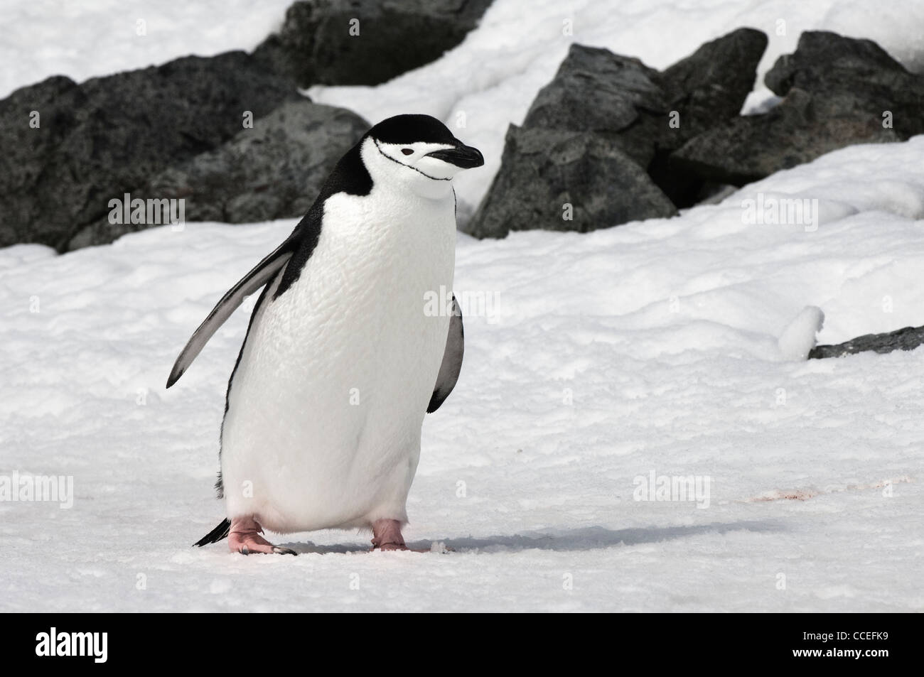 Kinnriemen Pinguin (Pygoscelis Antarctica) Wandern, Half Moon Island, South Shetland Island, antarktische Halbinsel Stockfoto