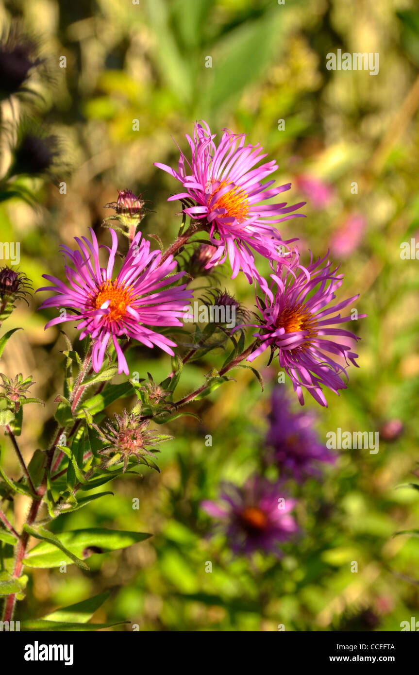 Aster Blumen, Aster ericoides (Suzanne's Garden, Le Pas, Mayenne, Pays de la Loire, Frankreich) Stockfoto