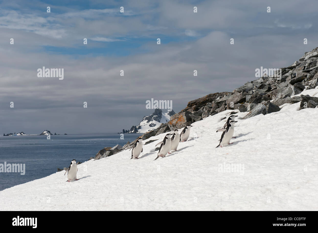 Kinnriemen Pinguine (Pygoscelis Antarctica) Half Moon Island, South Shetland Island, antarktische Halbinsel Stockfoto