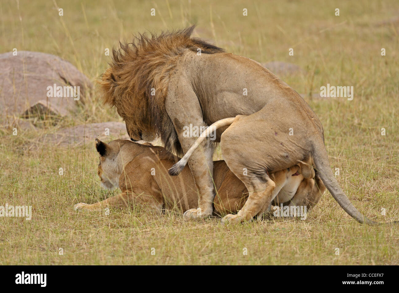 Paarung Löwen in den Gräsern der Masai Mara, Kenia, Afrika Stockfoto