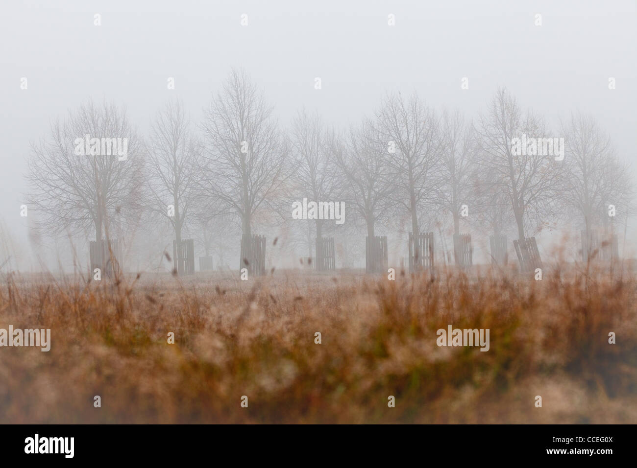 Bäume in Home Park werden in Reihen gepflanzt und grafische Formen und Linien entlang des Horizonts. Im dichten Nebel fügt Atmosphäre. Stockfoto