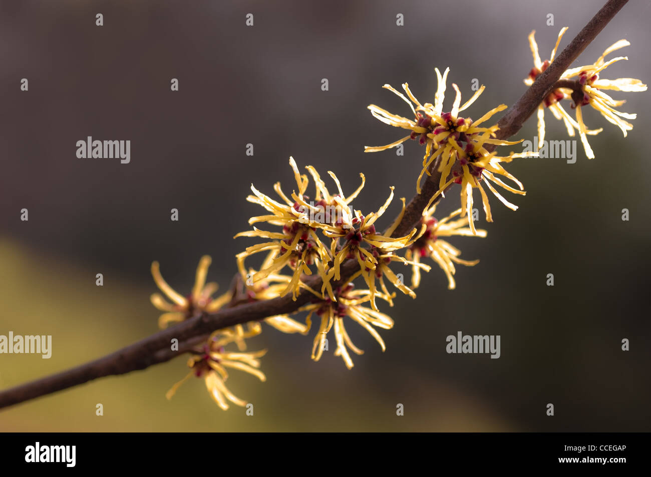 Blühender Zweig des gelben Hamamelis- oder Hamamelis Mollis im späten Winter - Frühjahr Stockfoto