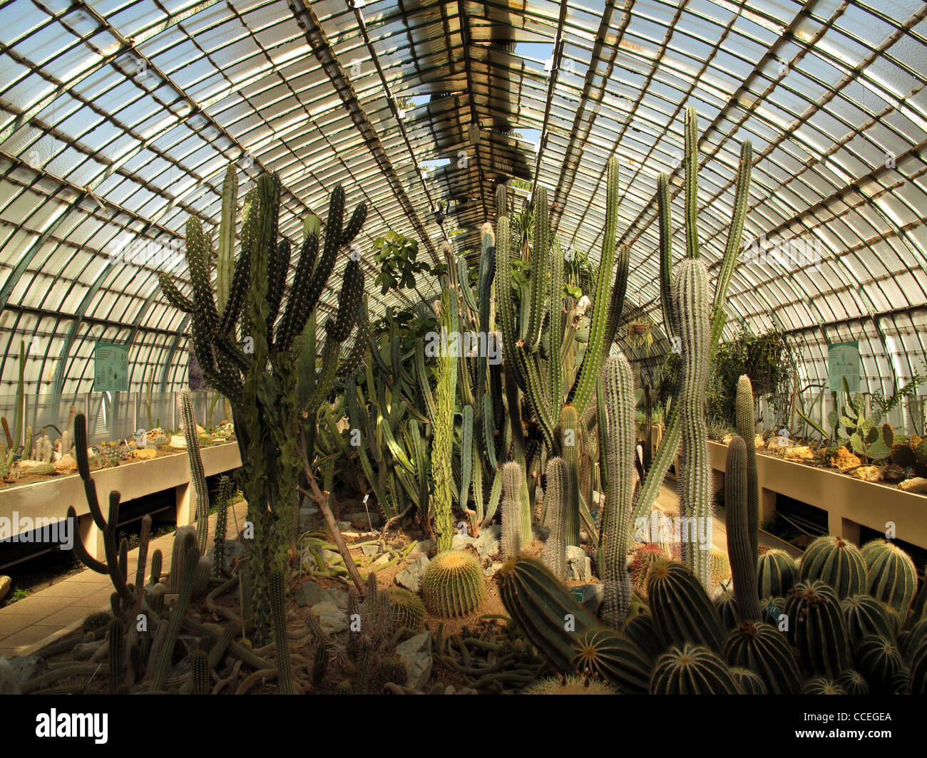 Jardin des Serres d ' Auteuil, Paris, Frankreich, Bois de Boulogne, Gewächshäuser Garten von Auteuil, Kaktus, Sukkulente, cactaceae Stockfoto