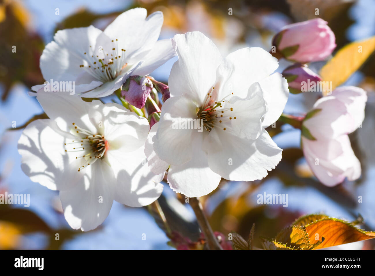 Kirschblüte im Frühling mit Bronze Farben neue Blätter und blauer Himmel im Hintergrund Stockfoto