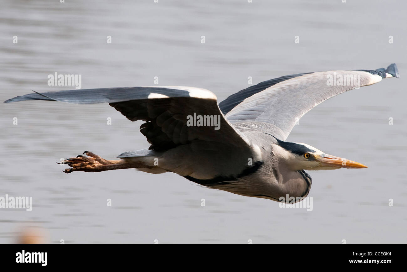 Graue Reiher (Ardea Cinerea) über Wasser zu fliegen. Stockfoto