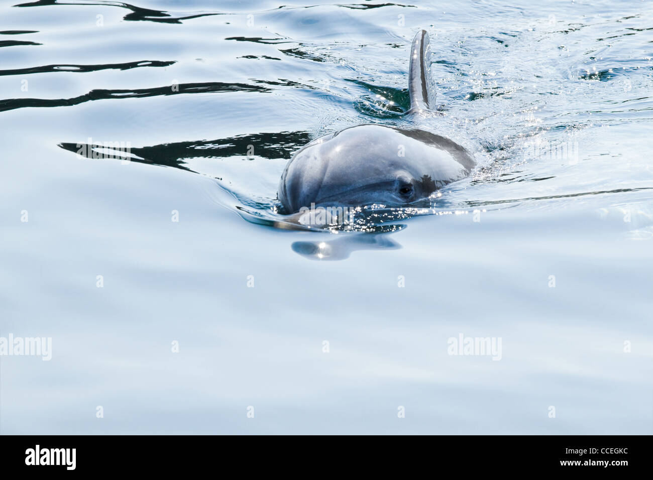 Blaue Bild mit Tümmler oder Tursiops Truncatus schwimmen Stockfoto