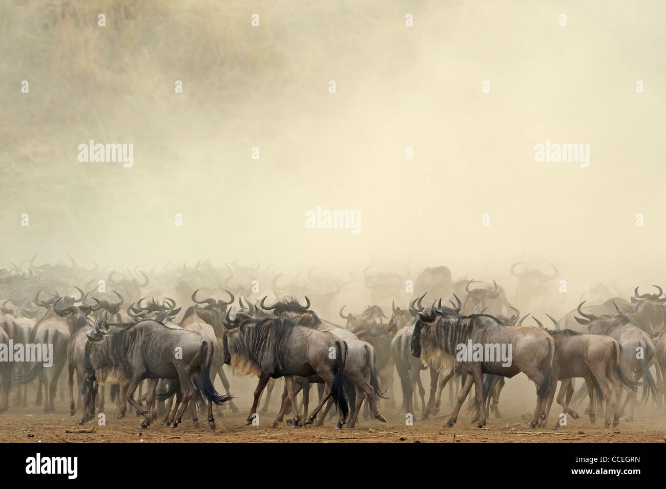 Gnus in einem Pool von Staub in der Masai Mara während der jährlichen migration Stockfoto