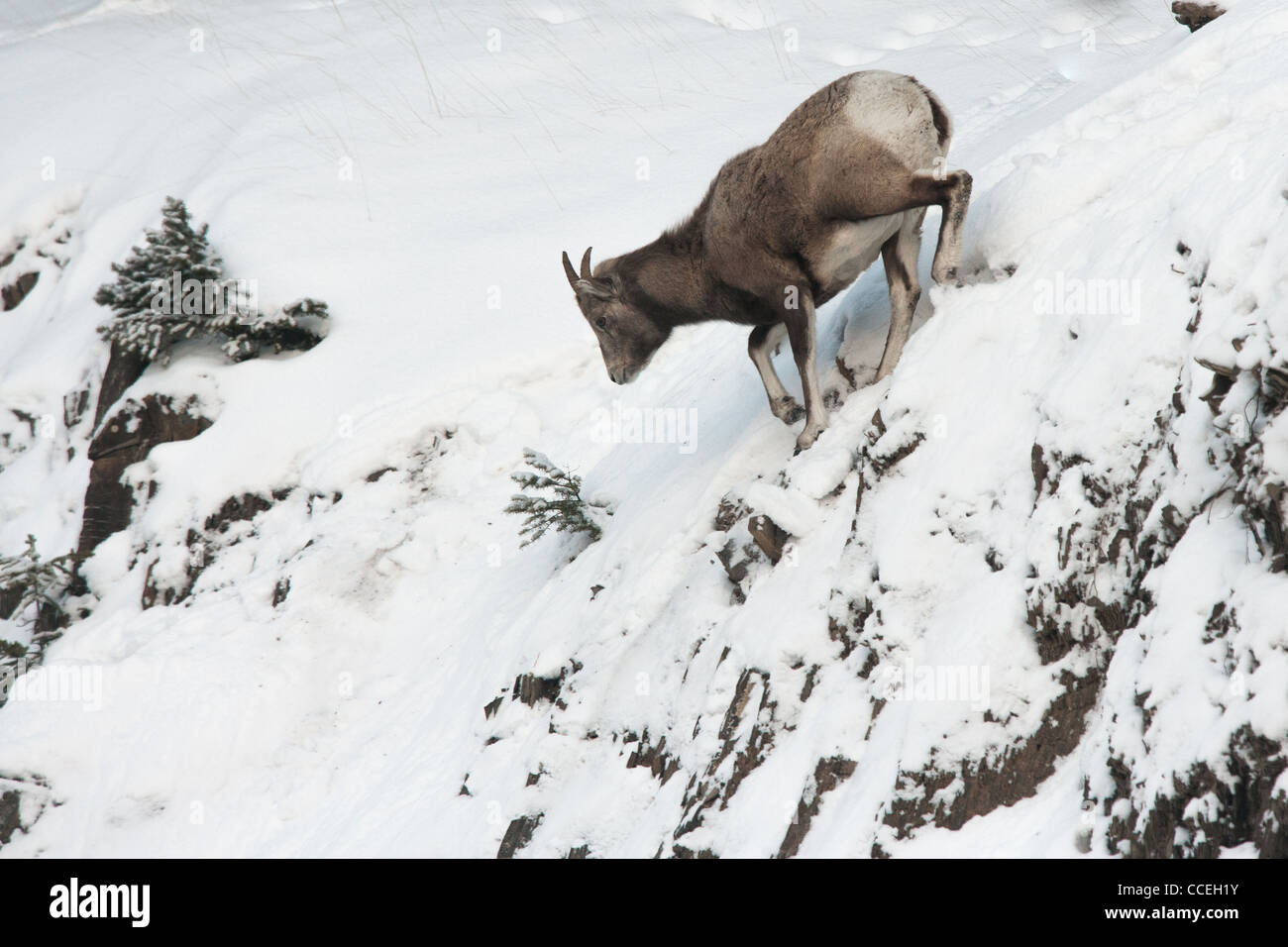 Weibliche Dickhornschaf, Ovis Canadensis Canadensis schneebedeckten Felsen durchqueren. Banff Nationalpark, Alberta, Kanada. Stockfoto