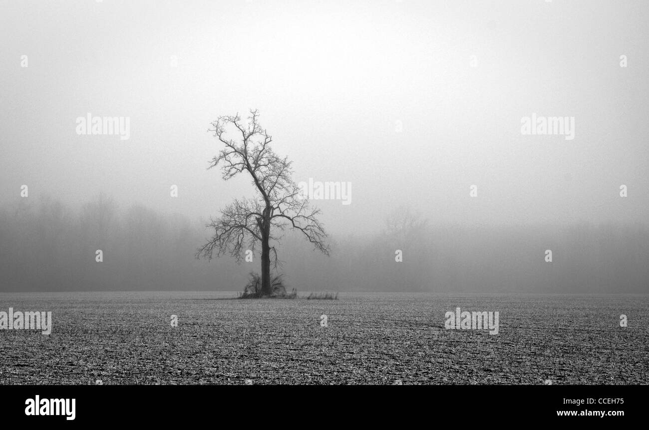 Schwarz / weiß Foto von einem einsamen Baum in einem Feld an einem nebeligen Wintertag. Stockfoto