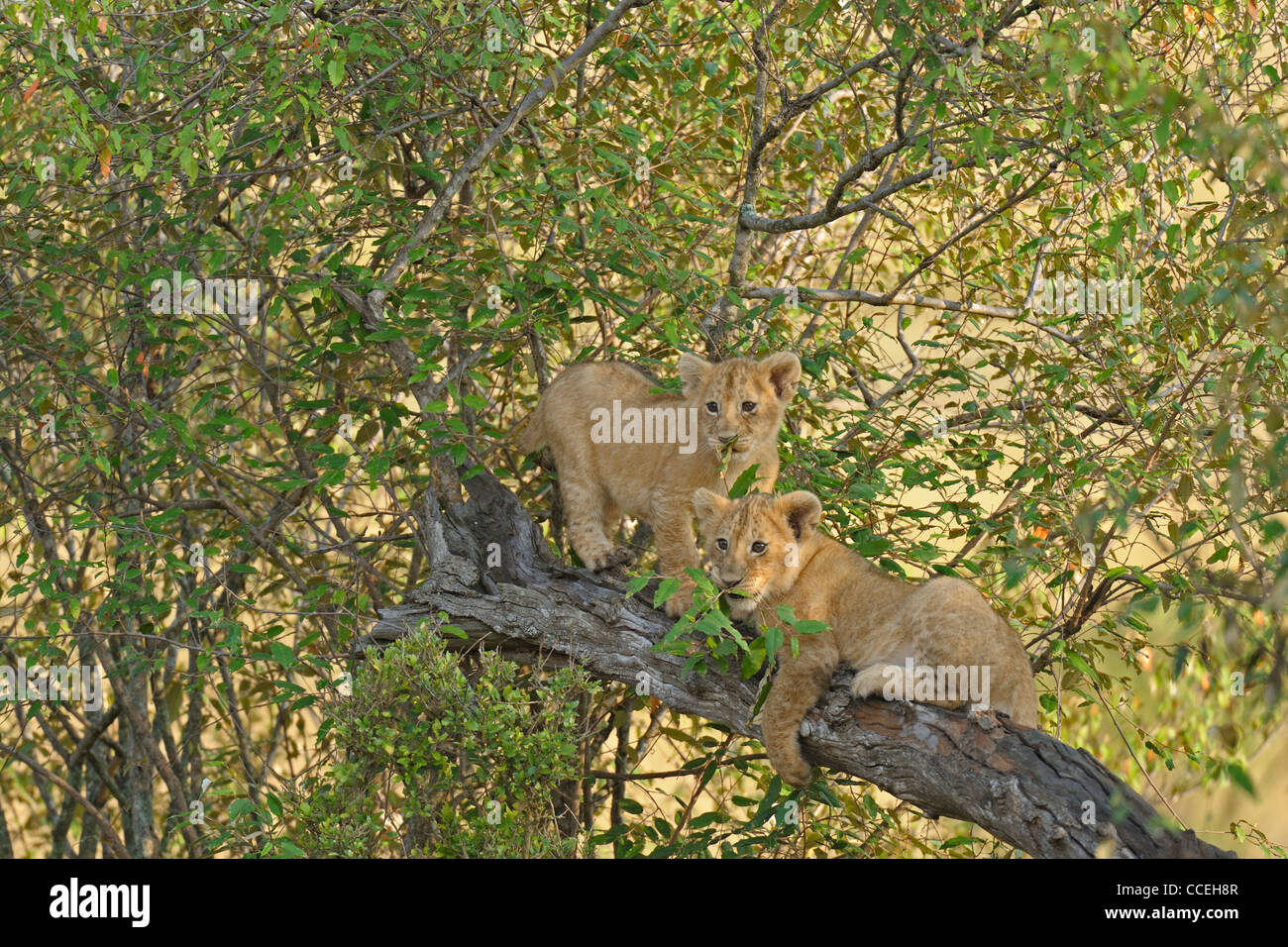Spielerische Löwenbabys auf einem Baum in der Masai Mara, Kenia, Afrika Stockfoto