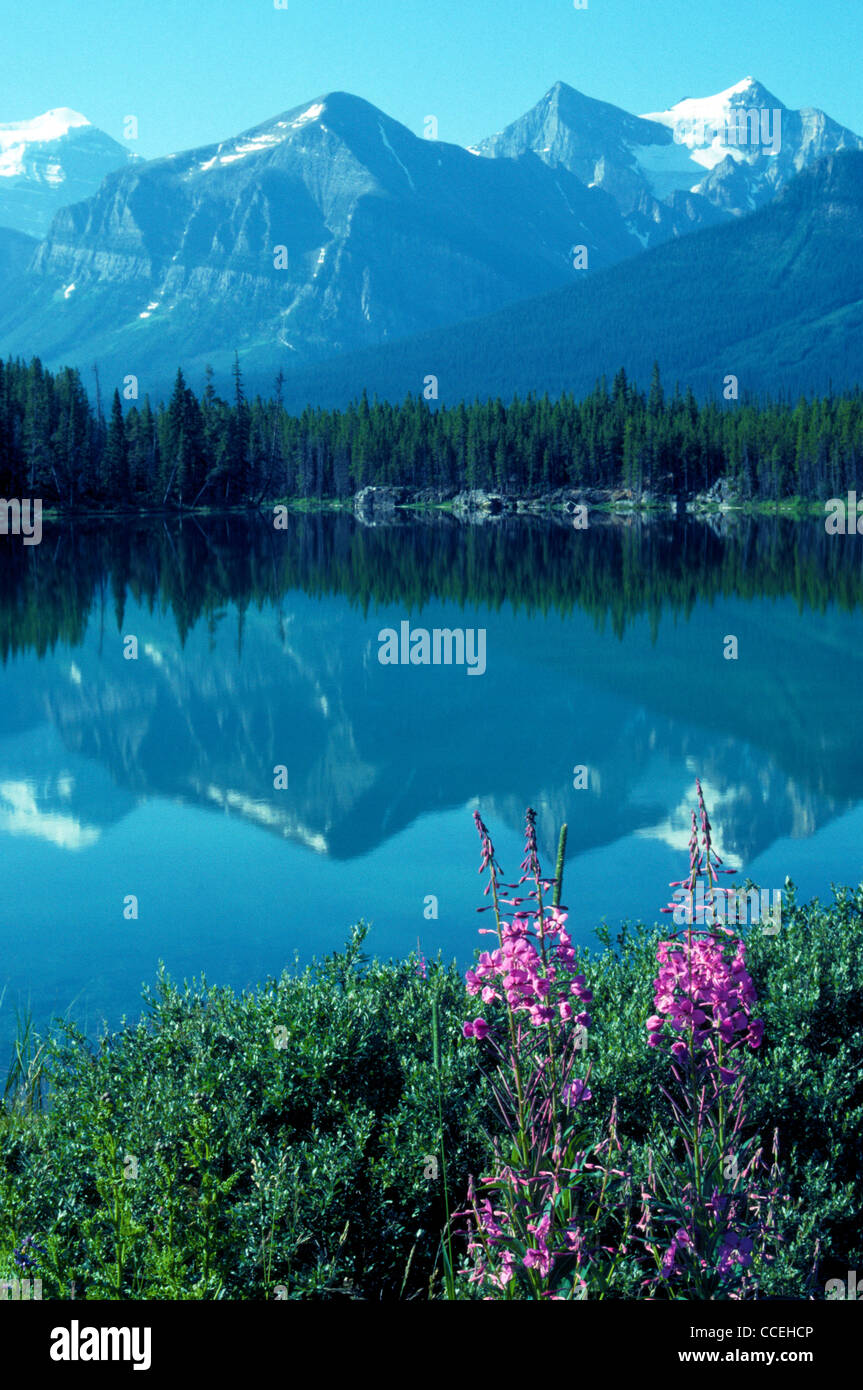 Die kanadischen Rockies spiegeln sich in Hector Lake, die von Wald und rosa Weidenröschen Pflanzen in Banff Nationalpark, Alberta, Kanada begrenzt wird. Stockfoto