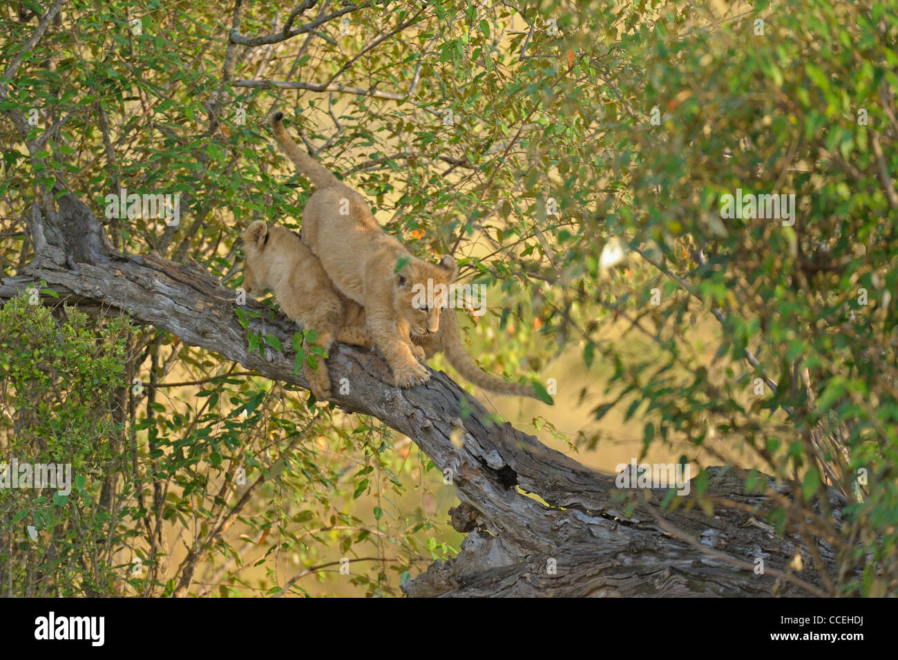Spielerische Löwenbabys auf einem Baum in der Masai Mara, Kenia, Afrika Stockfoto