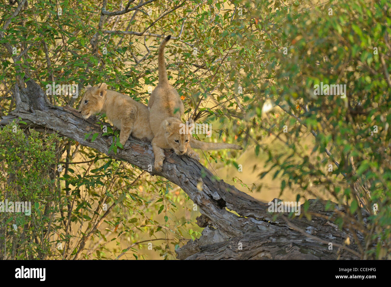 Spielerische Löwenbabys auf einem Baum in der Masai Mara, Kenia, Afrika Stockfoto