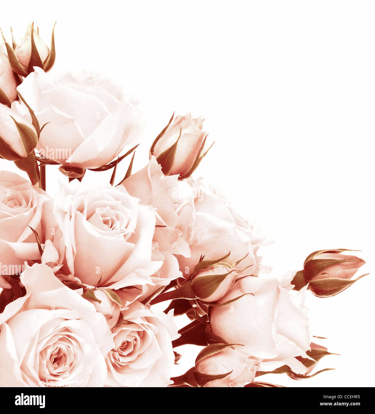 Frische rosa Rosen Grenze, schöne isoliert auf weißen Blüten, Ecke Zusammensetzung, Weihnachtsgeschenk rose, Liebe Konzept Stockfoto