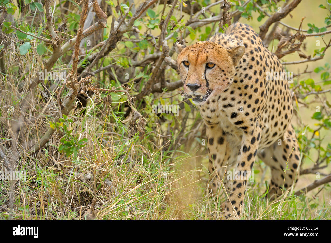 Stalking Cheetah Masai Mara in Kenia, Afrika Stockfoto