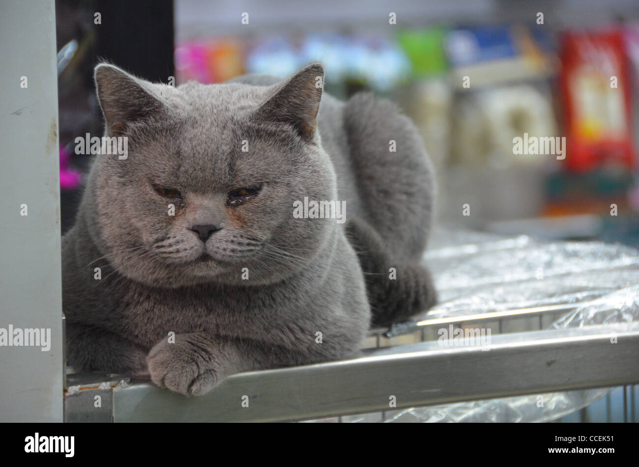 Chartreux Katze in Kamera. Stockfoto