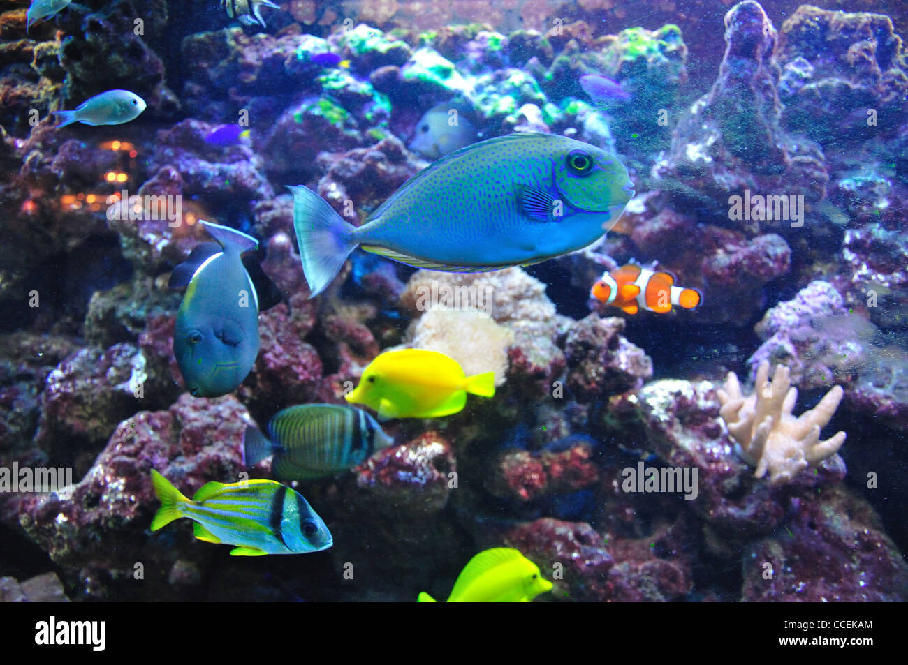 Tropische Fische unter Seeanemonen im Aquarium, Surrey, England, Vereinigtes Königreich Stockfoto