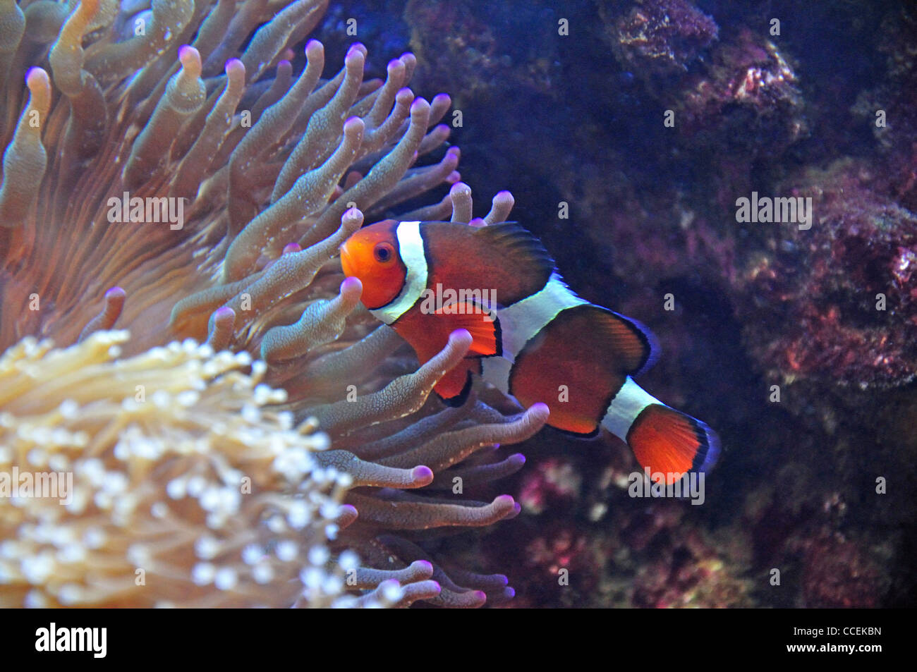 Ocellaris Clownfisch (Amphiprion ocellaris), unter Seeanemonen im Aquarium, Surrey, England, Vereinigtes Königreich Stockfoto
