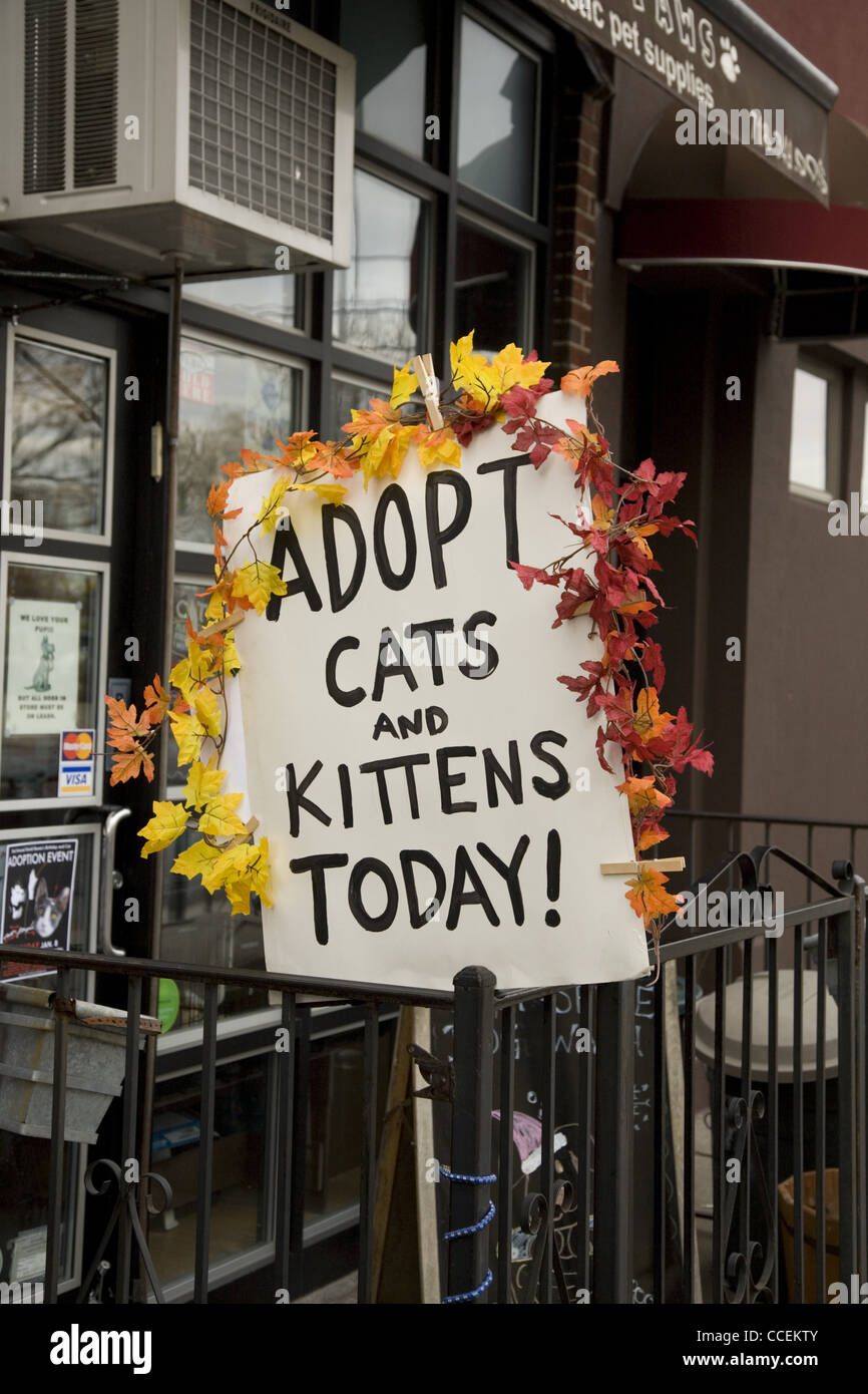 Katzen und Kätzchen zur Adoption freigegeben. Graham Ave Brooklyn, NY. Stockfoto