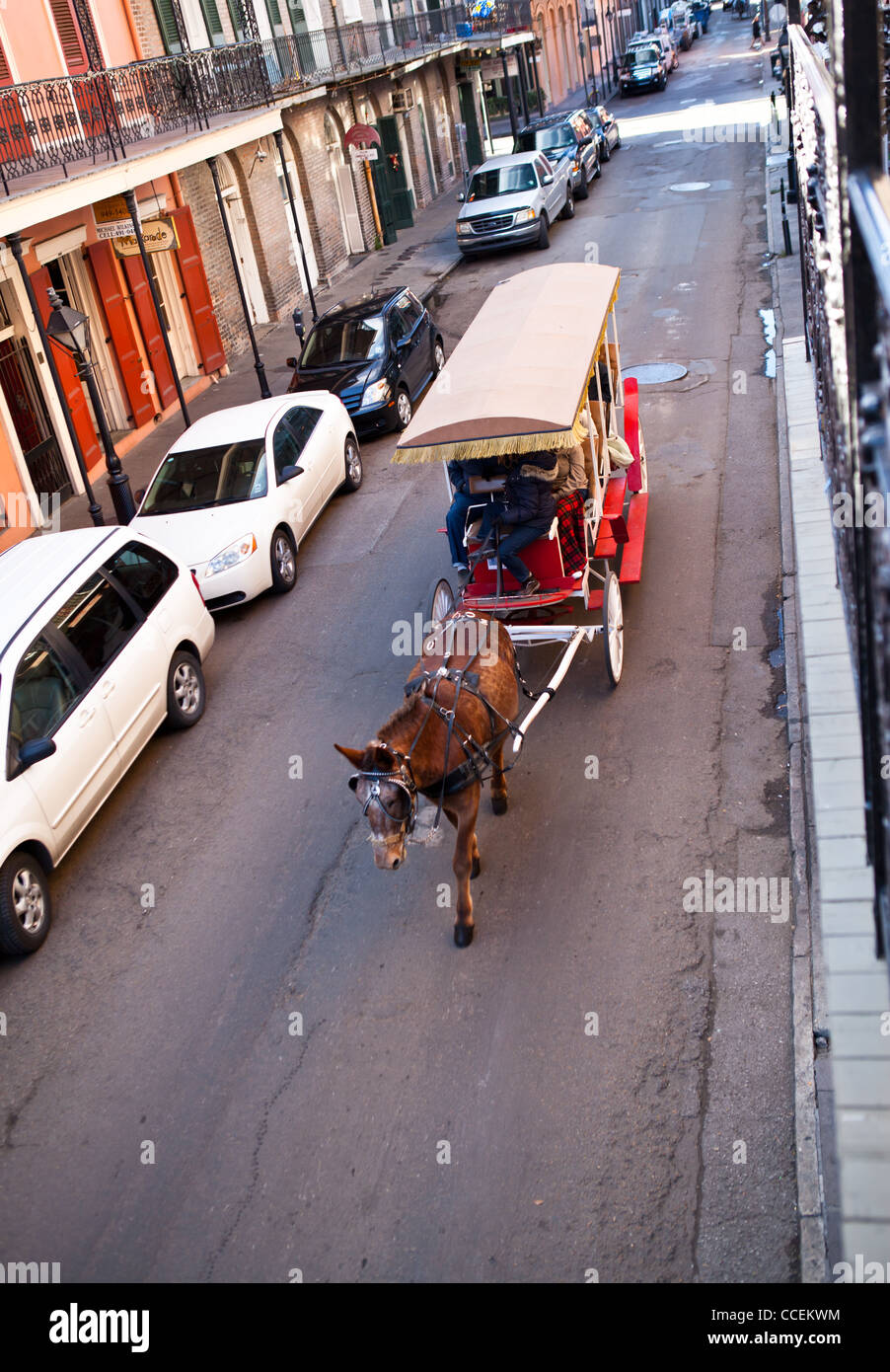 Maultier ziehen Schlitten in New Orleans Stockfoto